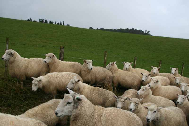 Nieuw-Zeeland 2011 - 1903